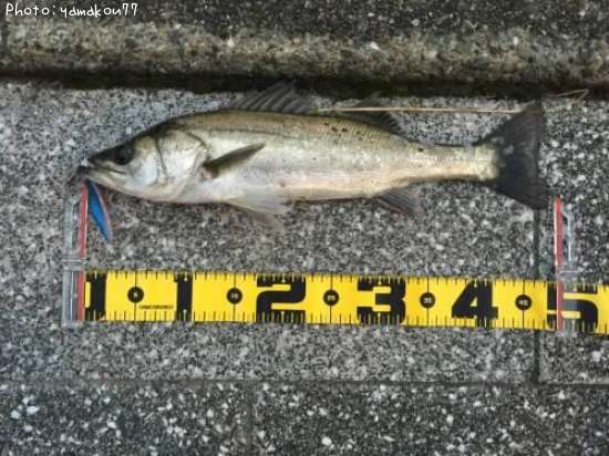 �����Х�