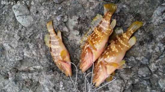 �����ϥ�