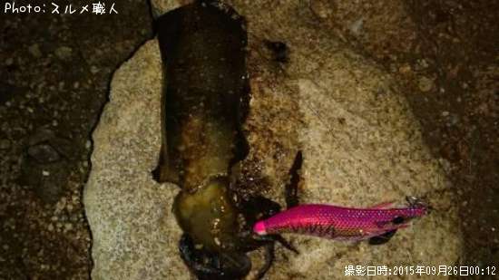 �����ꥤ��