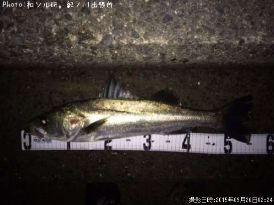 �����Х�