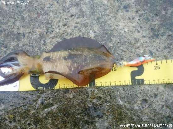 �����ꥤ��