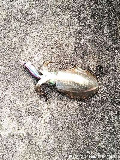 �����ꥤ��