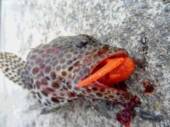 �����ߡ��Х��ڥ�����ϥ���