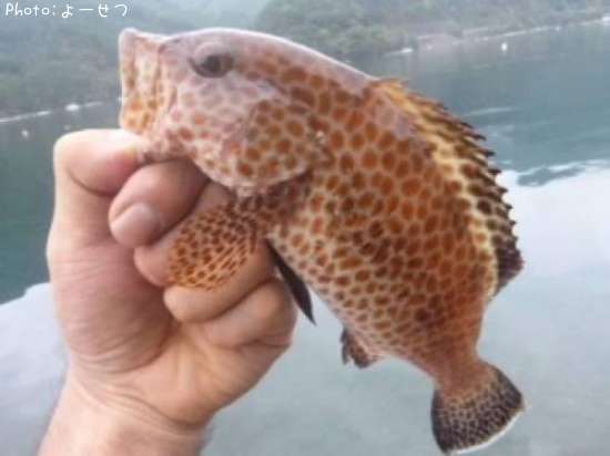 �������ϥ�