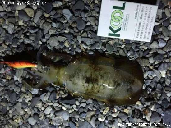 �����ꥤ��