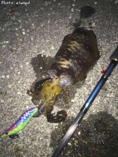 �����ꥤ��