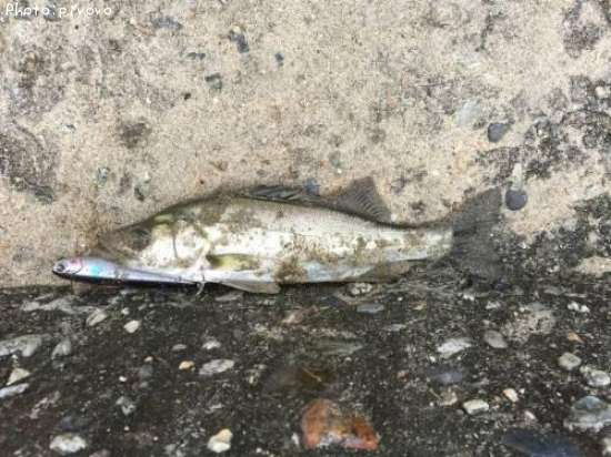 �����Х�