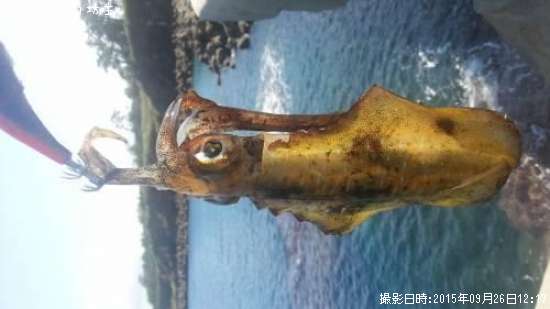 �����ꥤ��