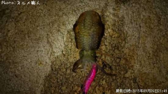 �����ꥤ��