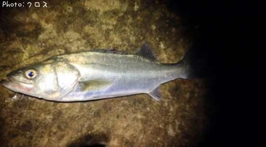 �����Х�