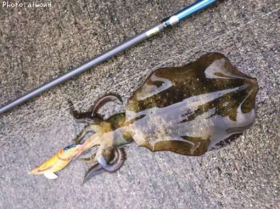 �����ꥤ��