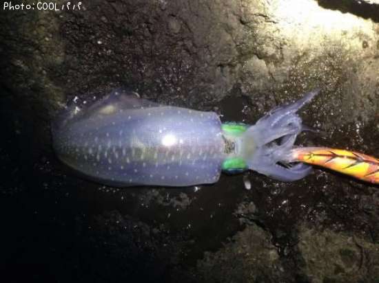 �����ꥤ��