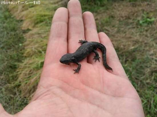 �����Ϥ饤���