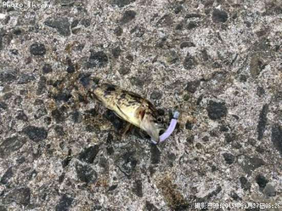 ���ӥ���