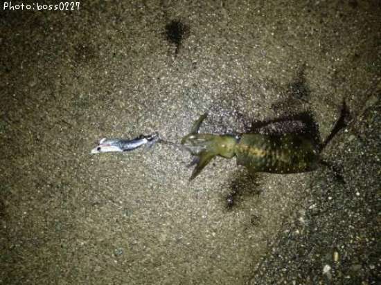 �����ꥤ��