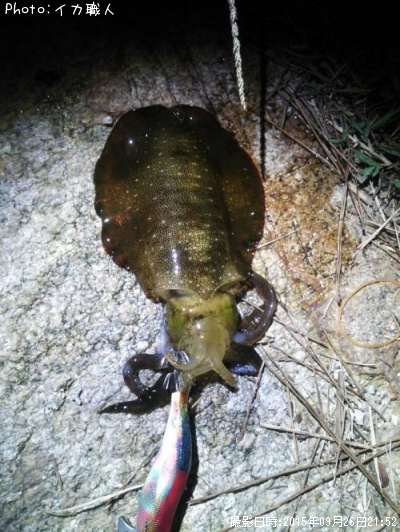 �����ꥤ��