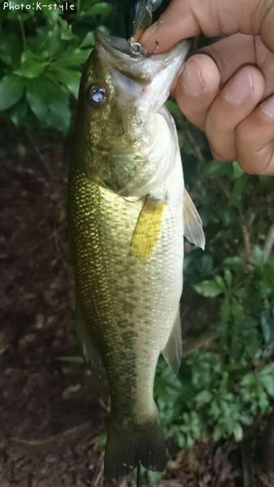 �֥�å��Х���