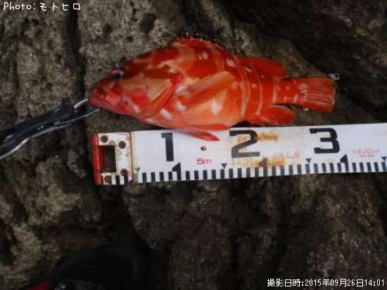 �����ϥ�