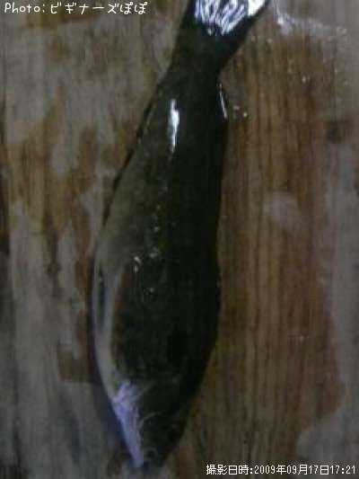 �����ʥ�