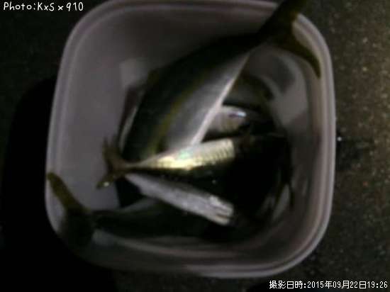 �䥺������