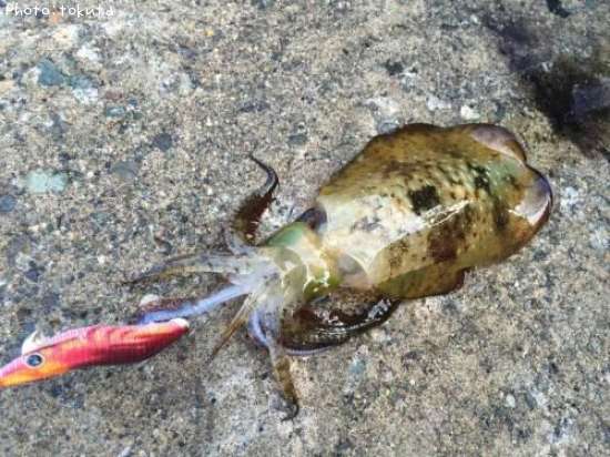 �����ꥤ��