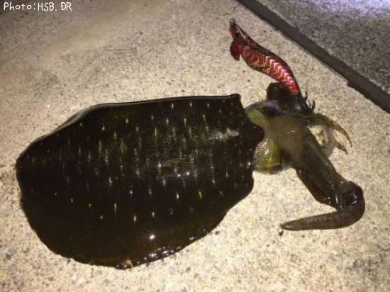 �����ꥤ��