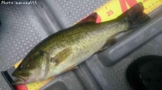 �֥�å��Х�