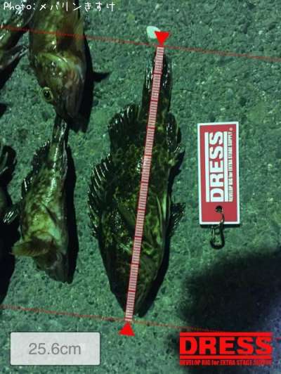 �����Υ������