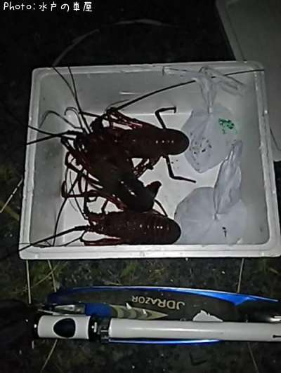 ������Ϸ