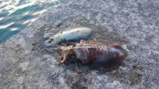 �����ꥤ��