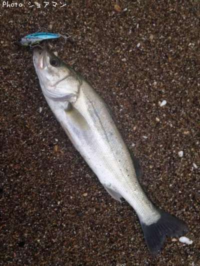 �����Х�