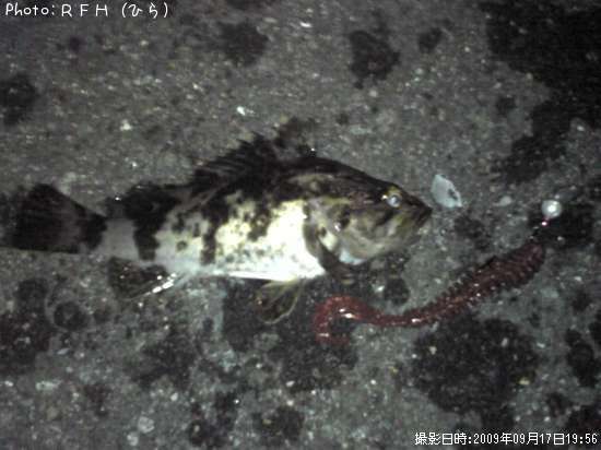 �٥å�������