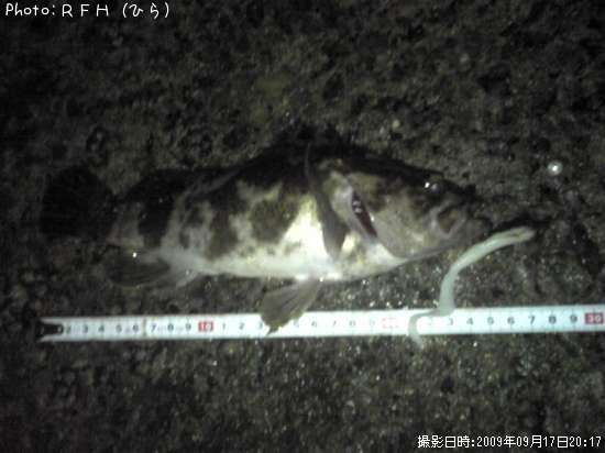 �٥å�������