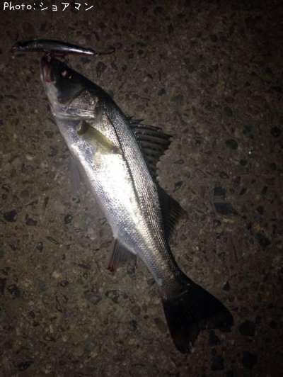 �����Х�