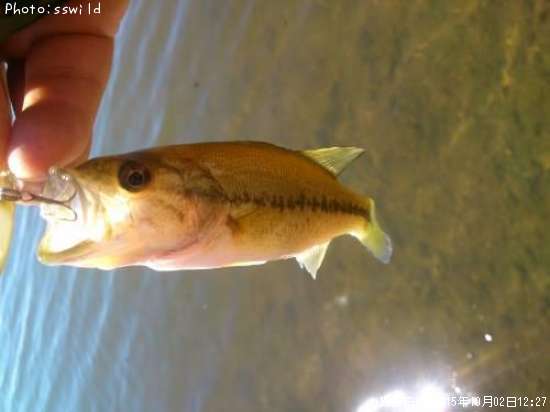 �֥�å��Х�