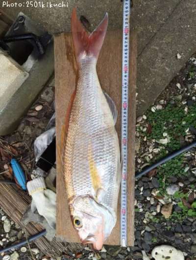 �����ޥġʥʥ������ե�������