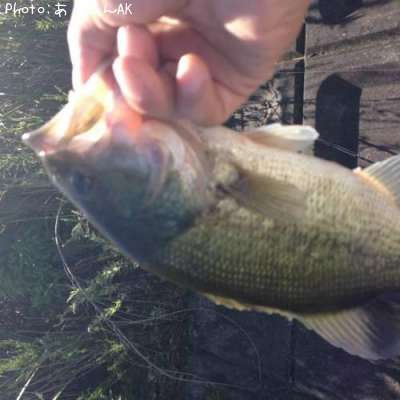 �֥�å��Х�