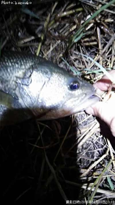 �֥�å��Х�