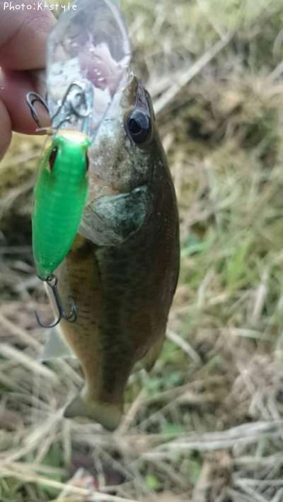 �֥�å��Х���