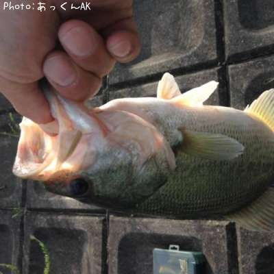 �֥�å��Х�