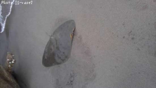 �ĥХ�������