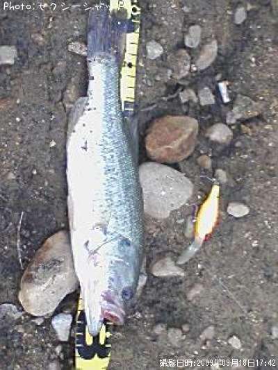 �֥�å��Х�