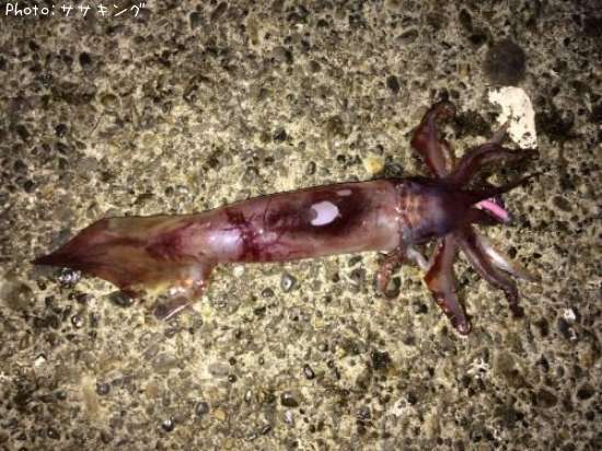 ����ᥤ��