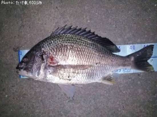 ���ӥ����