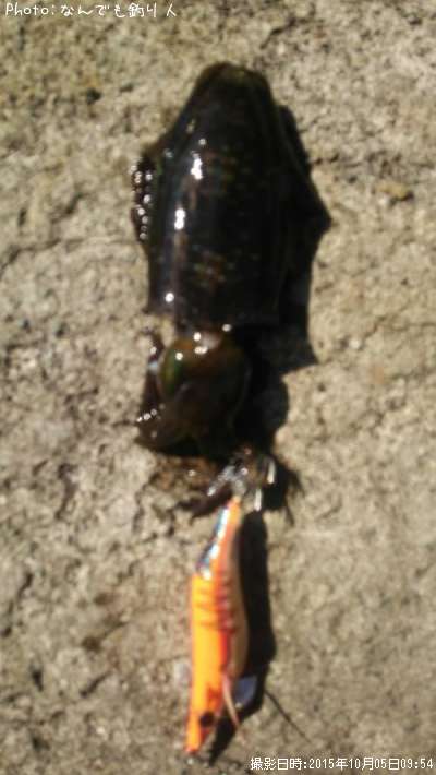 �����ꥤ��