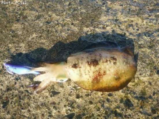 �����ꥤ��