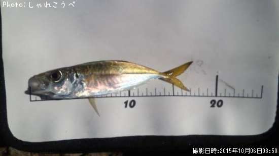 ���������ޥ�