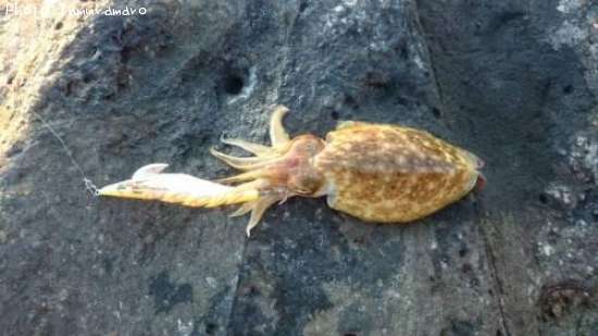 ��󥴥�����