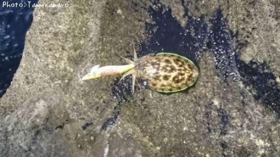 ��󥴥�����