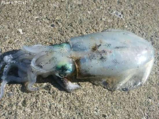 �����ꥤ��